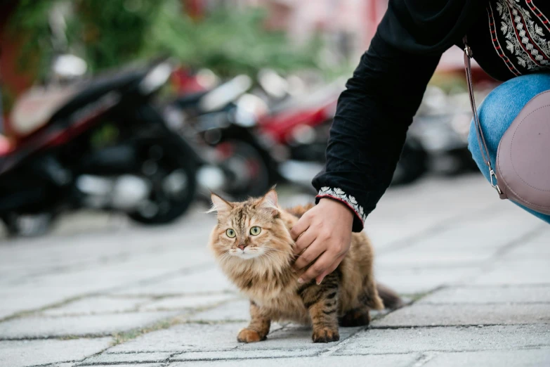 a cat is being petted by a woman