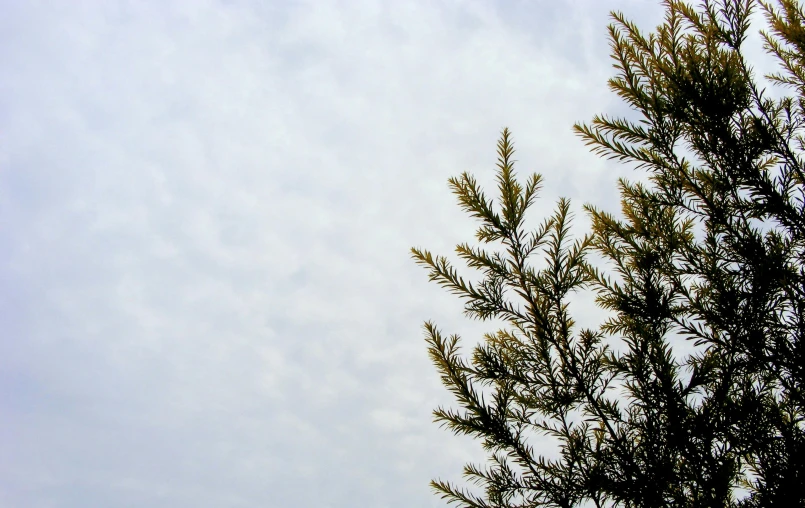 a bird is perched up against a tree