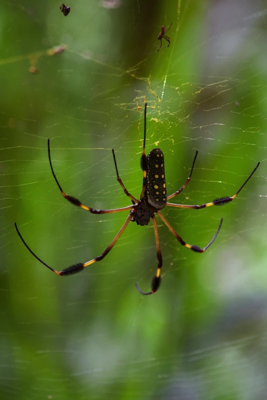 a large spider with long legs in the middle of green grass