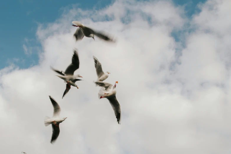 four seagulls are flying and flapping in the sky