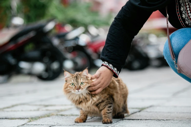 a person pets a small orange cat on the street