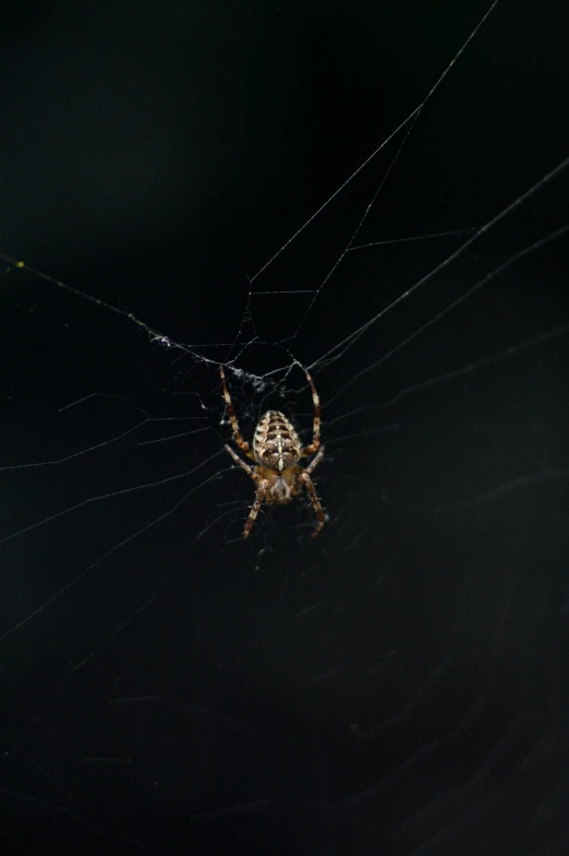 a big spider that is sitting on it's web