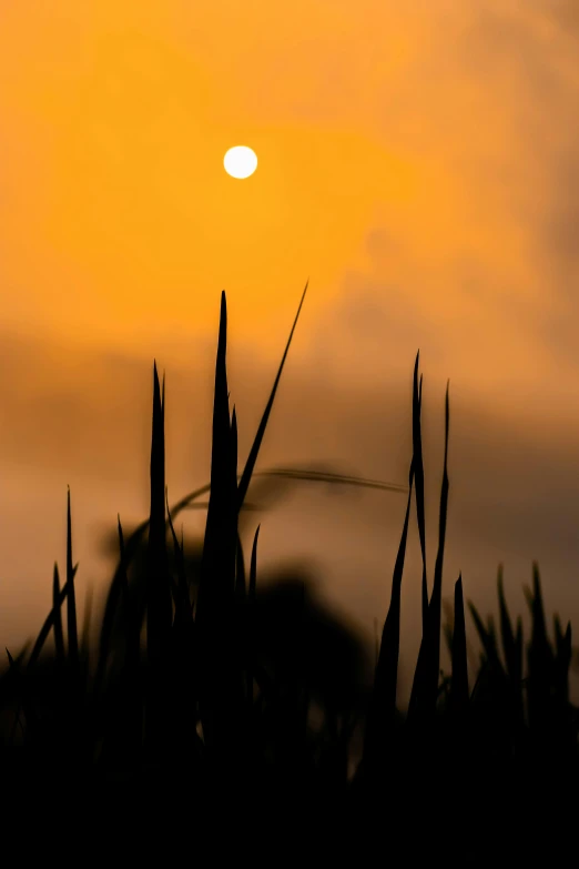 the sun sets behind the silhouette of leaves and a plant