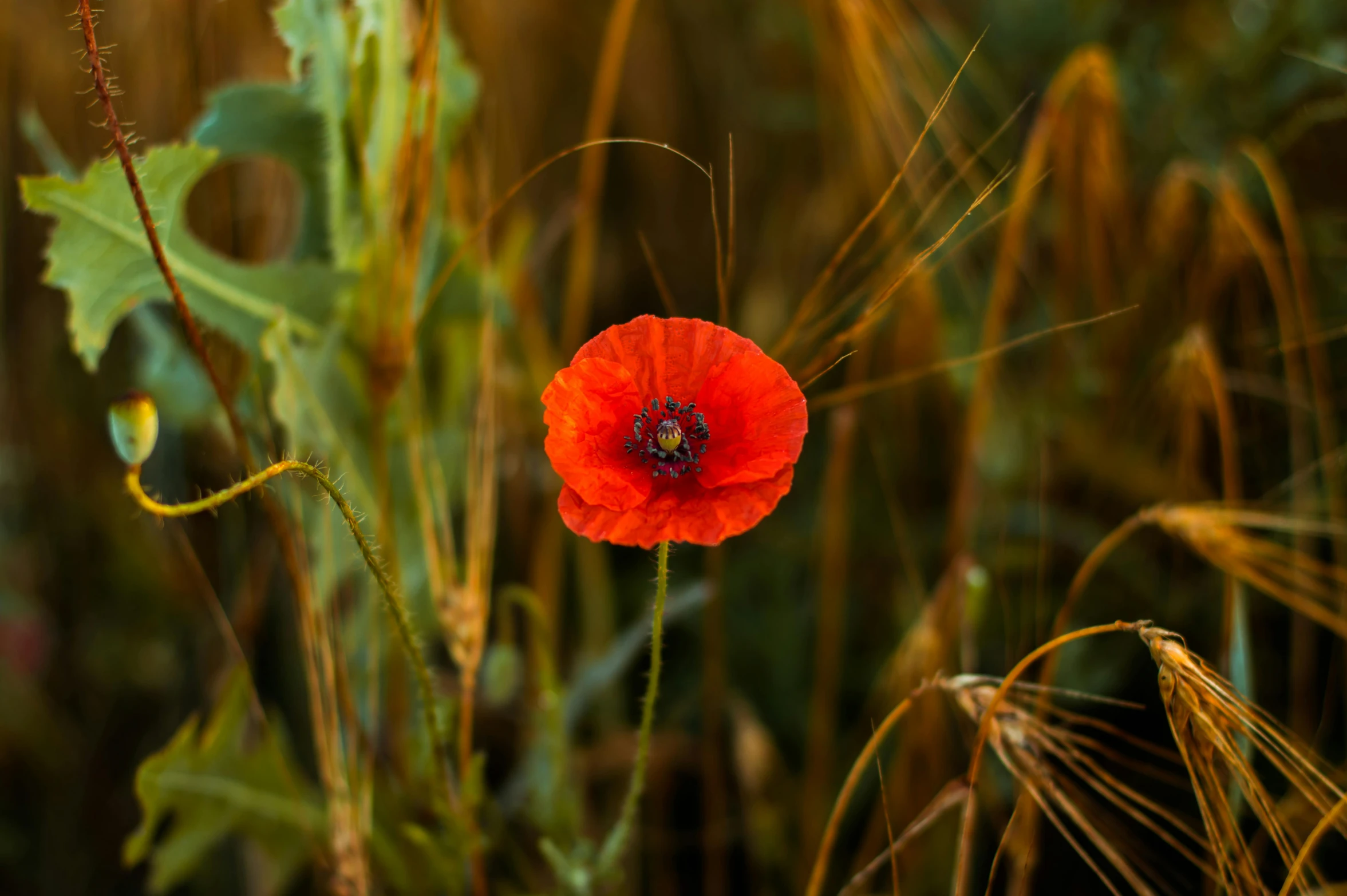 an orange flower with some green leaves around it