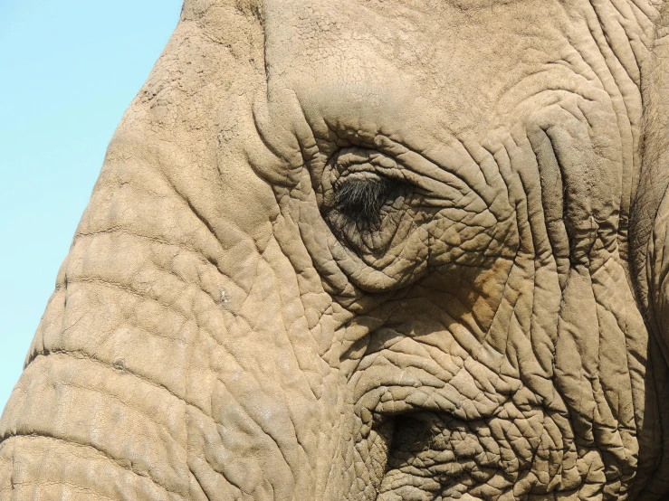 an elephant's eye can be seen on a pale day