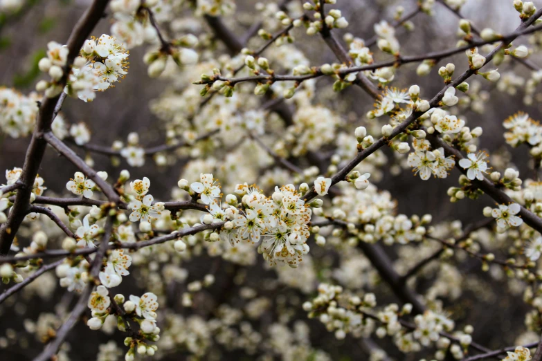 a white flowered tree nch with small white flowers