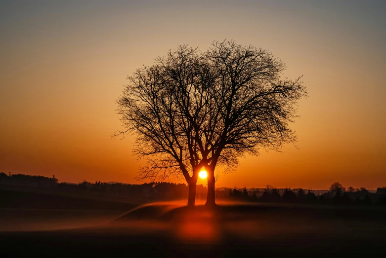 tree in the middle of the field at sunset