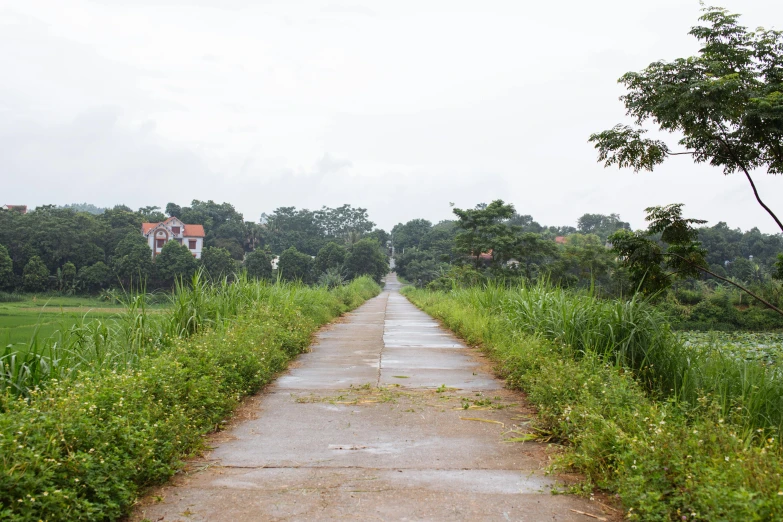 a path leads into an overgrown area with lush grass