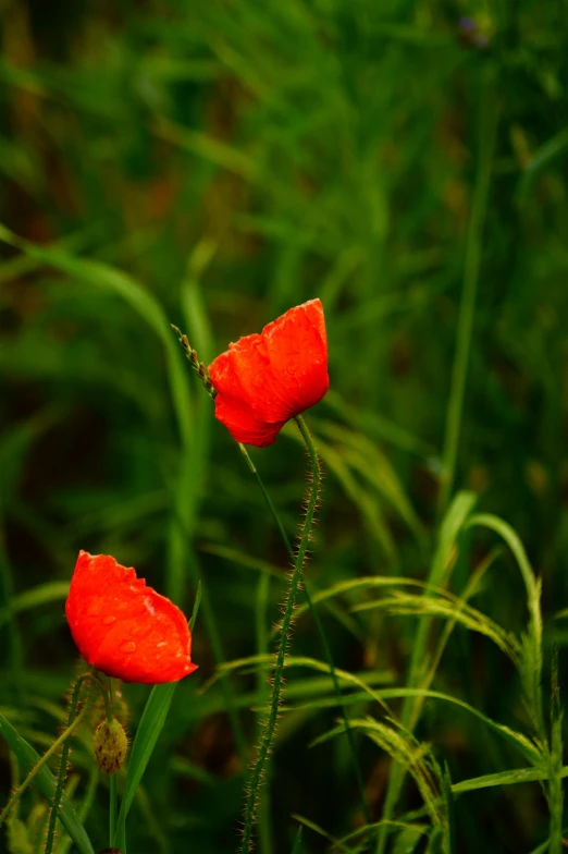 a couple of red flowers that are sitting in the grass