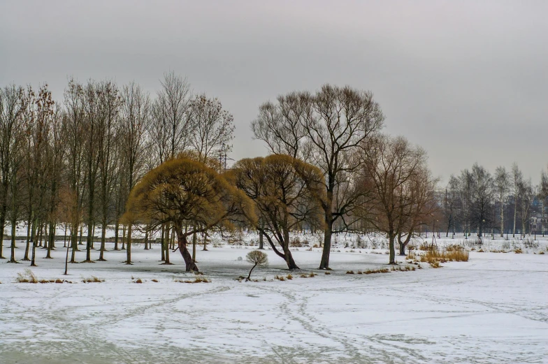 a group of trees stand in a snowy field