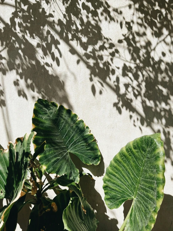 green leaves are growing in a pot near a shadow of a tree