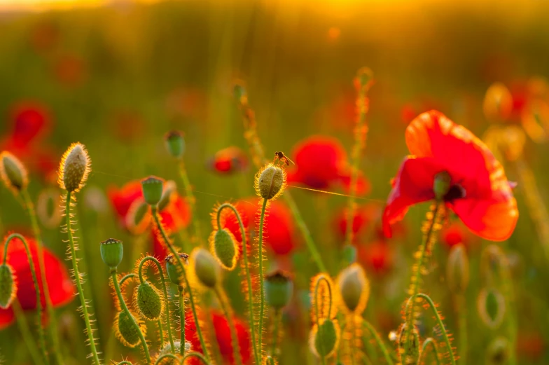 a field of bright red flowers with a sky background