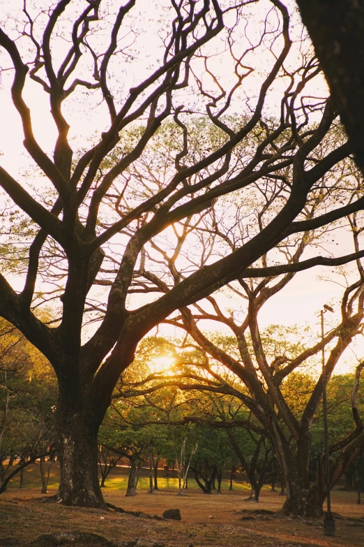 the sun's rays are shining through a cluster of trees