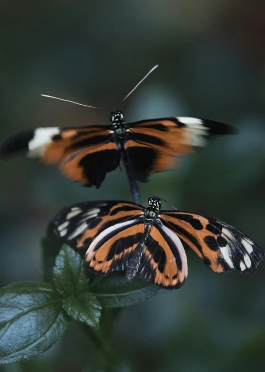 two large erflies flying around on some green leaves