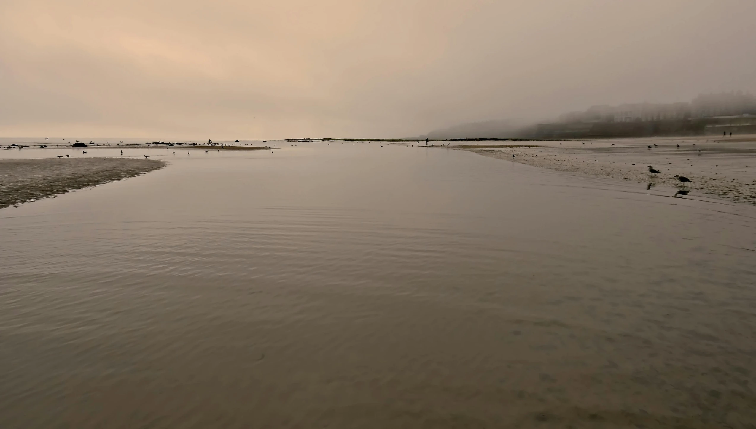 the tide lines are calm with birds standing nearby