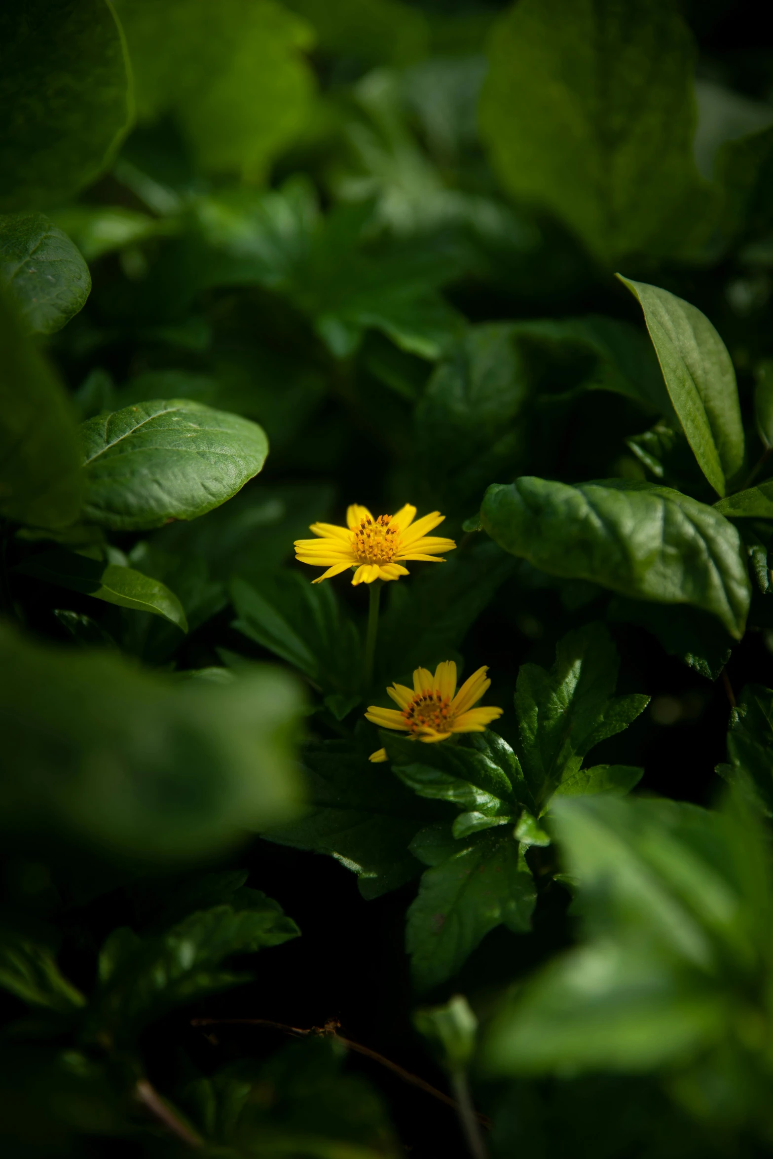 there are small yellow flowers that are growing in the plant