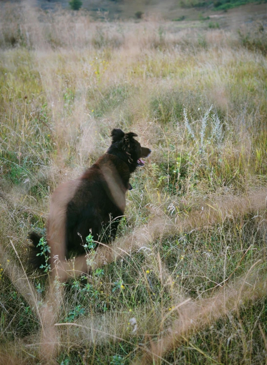 there is a small dog that is sitting in the tall grass