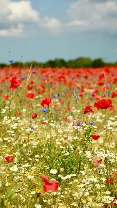 a field with white flowers and blue daisies