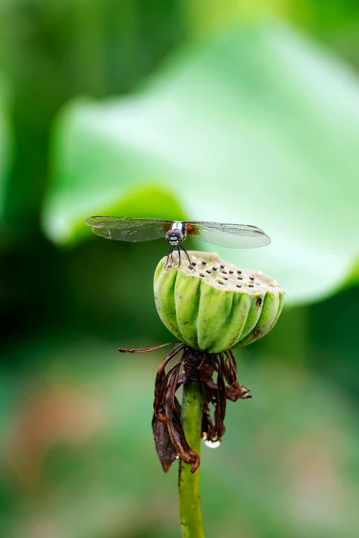 the dragonflies were eating the fruit off the plant