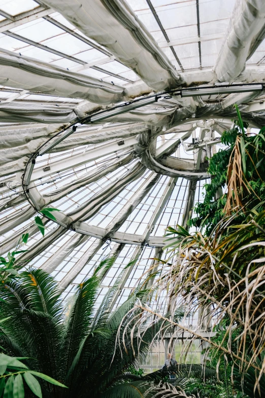 inside an old white painted building with plants growing on it