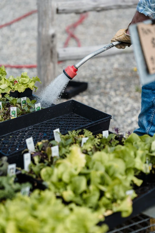 a person is watering a small plant outside