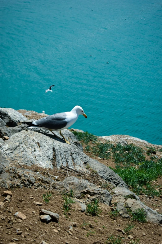 two seagulls that are sitting on the rocks near the ocean