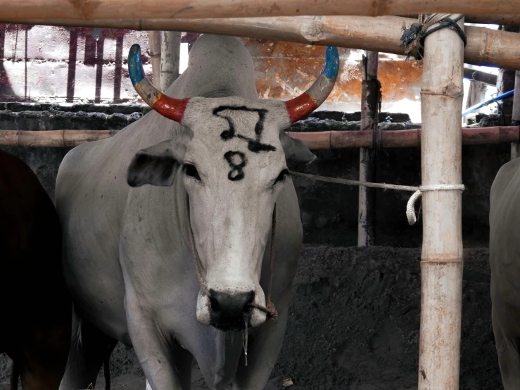 two bulls looking at the camera with the word tauing painted on their face