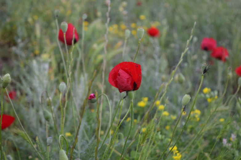 a number of flowers near one another