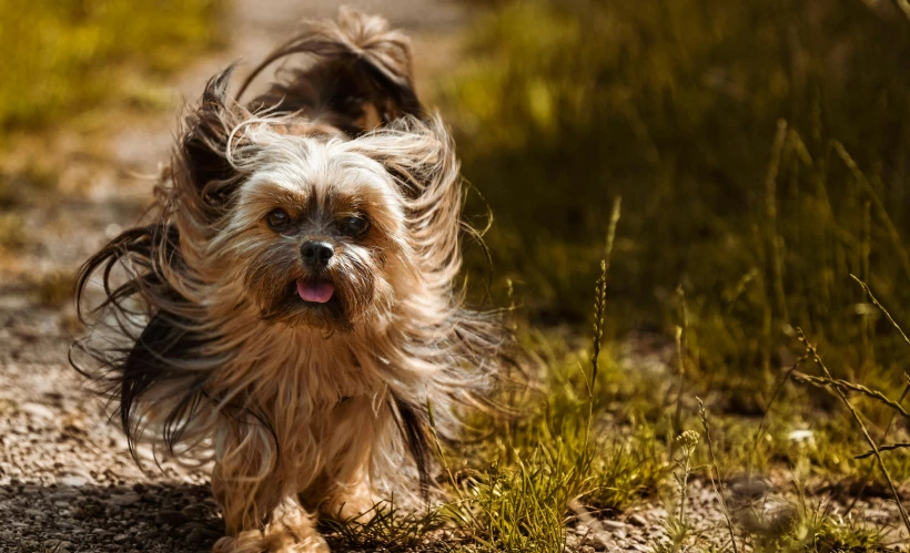 a small dog that is walking in the dirt