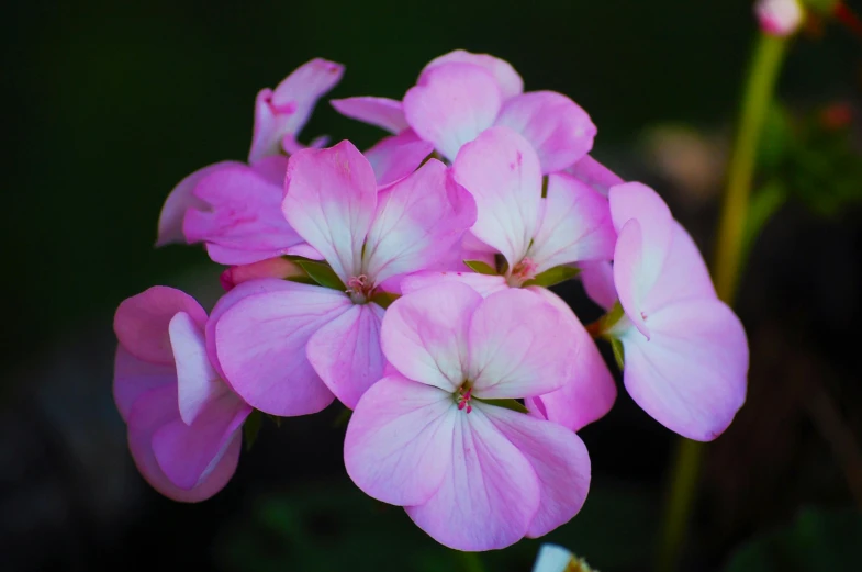a bunch of pink flowers with white petals