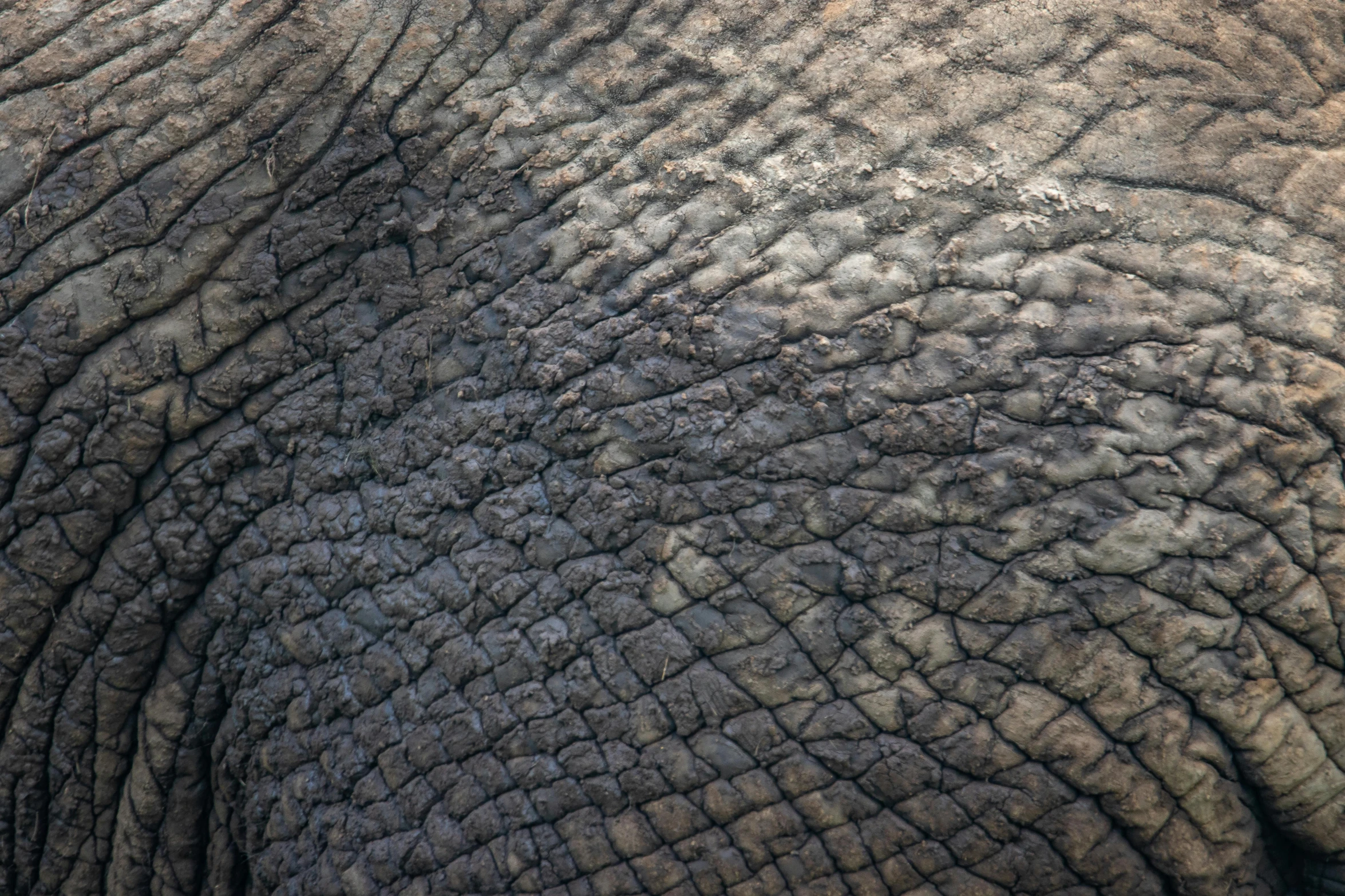 close up po of a grey colored elephant