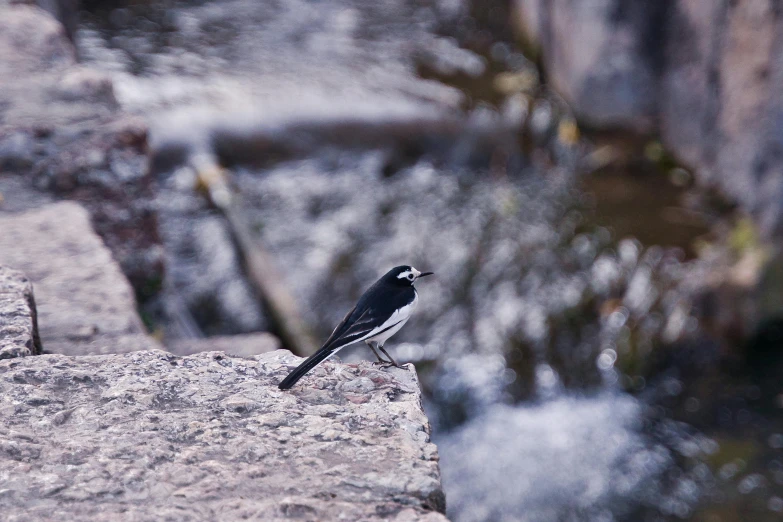 a bird is standing on the edge of a cliff