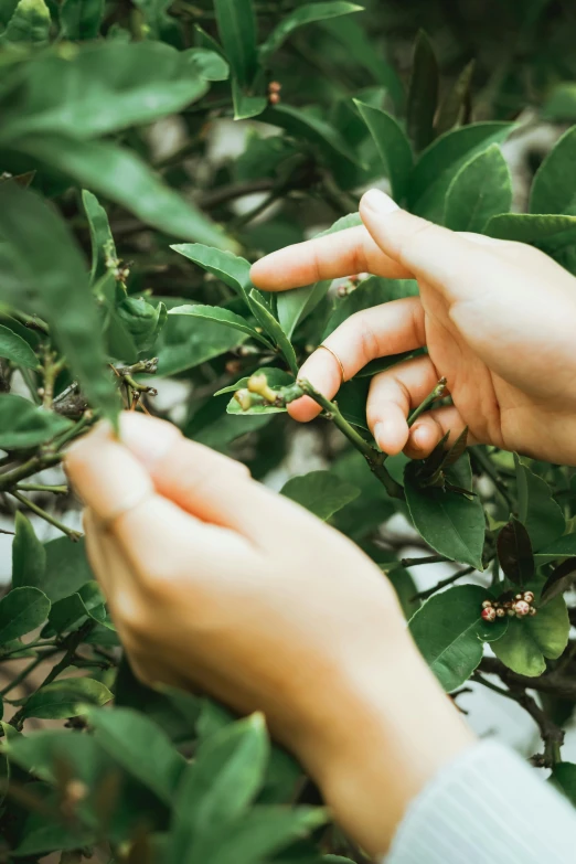 a hand picking leaves from a shrub with another hand