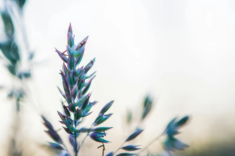 some purple flower stems in some green grass