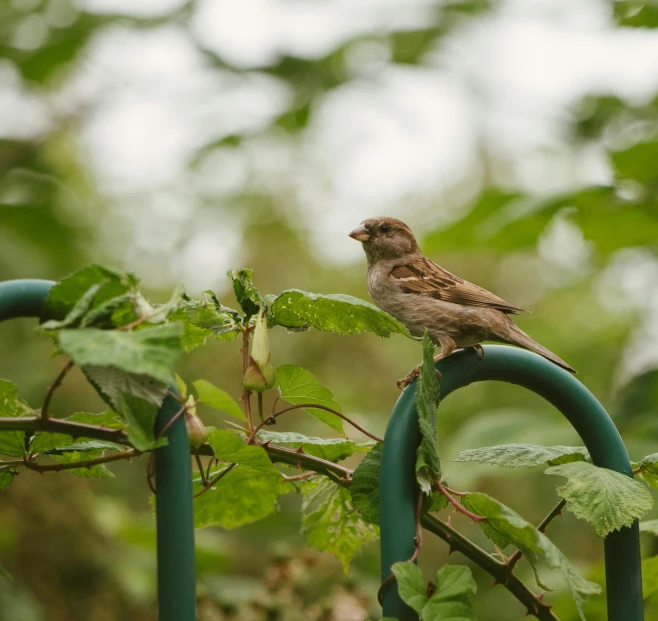 the bird is standing on the wire near the plant