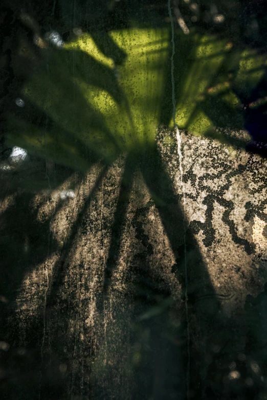 an upside down s of a small green plant