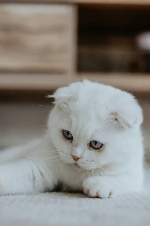 a white cat is laying on the floor