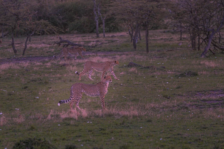 a pair of giraffes run across a grassy plain