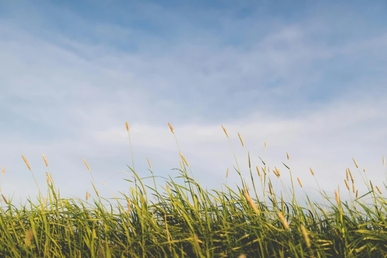 long grass with the blue sky in the background