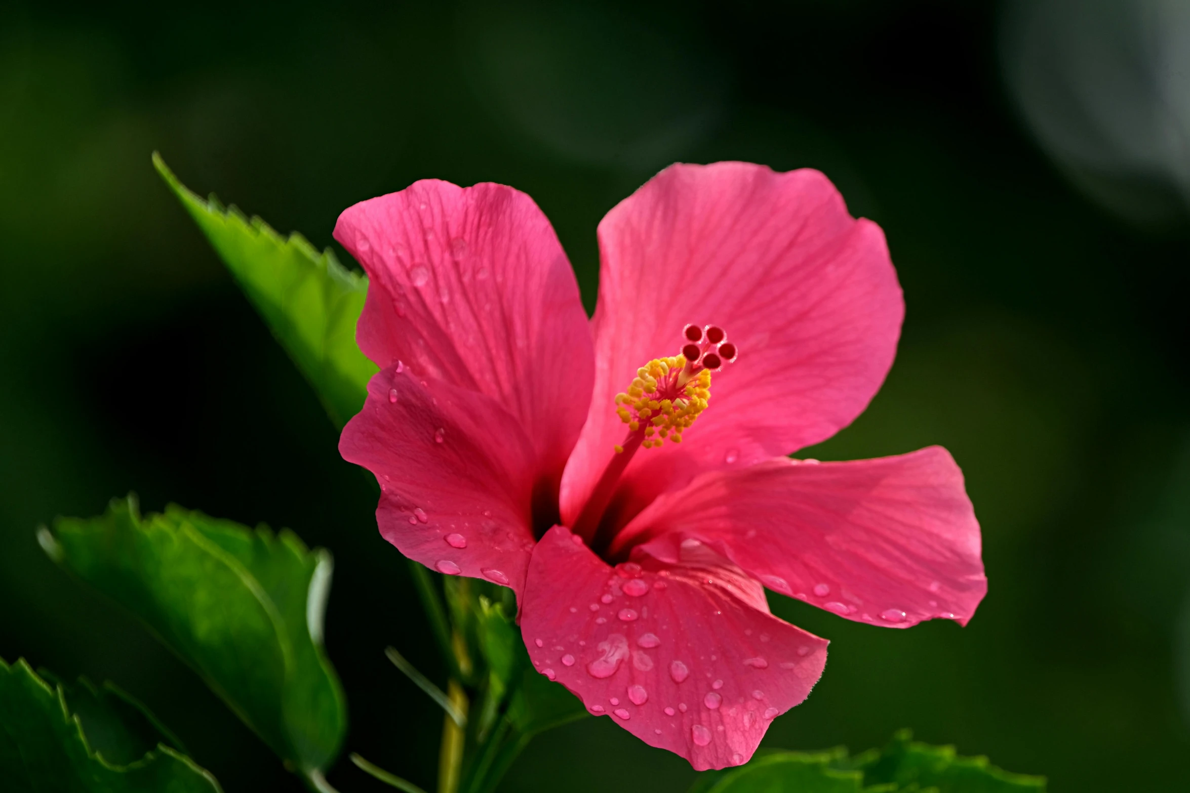 a pink flower with dew drops on it