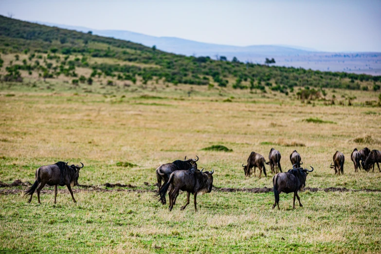 a group of animals in a grassy field