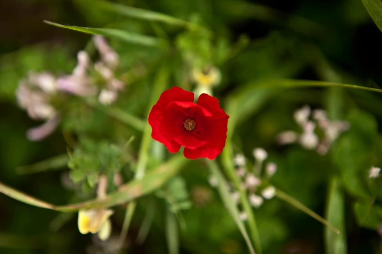 a close up of a red flower and some white flowers