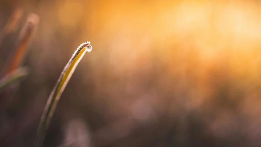 there is a dew on the end of this stalk