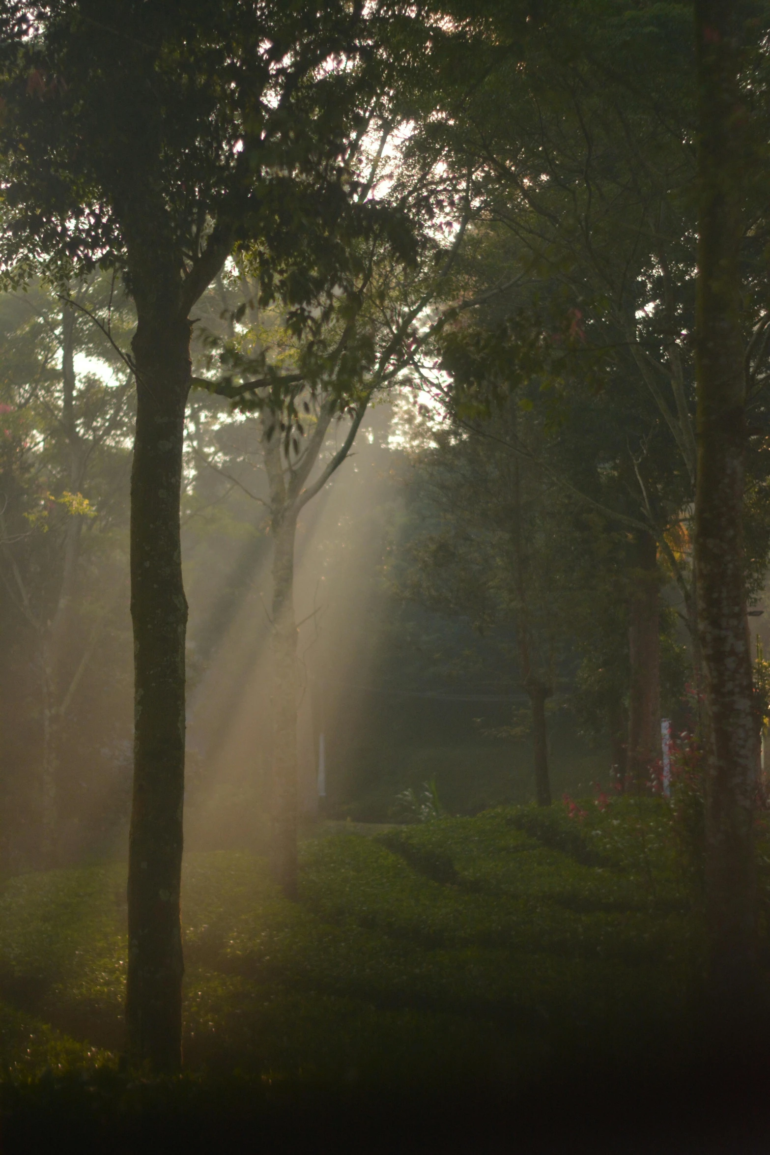 a bench sitting in a forest with the sunbeams behind it