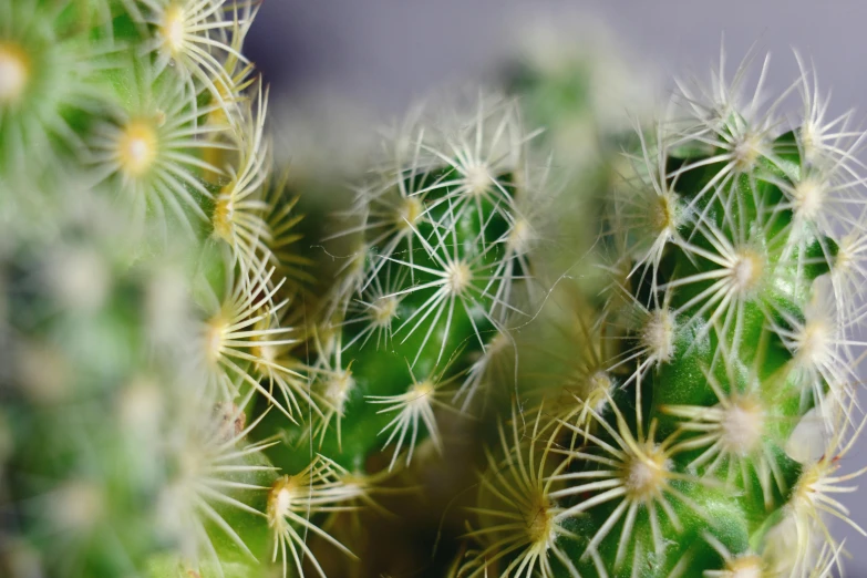 cactus looking up at the ground from above