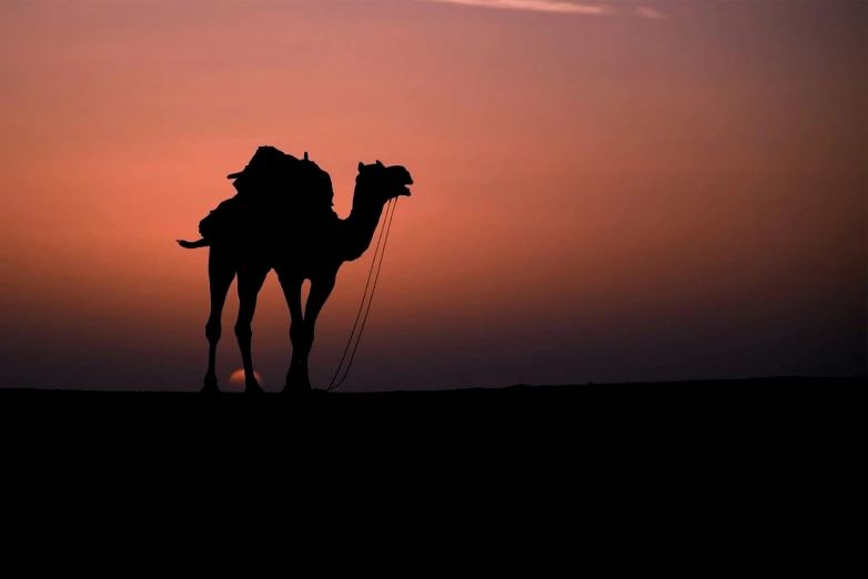 a silhouette of a camel with a sunset behind it