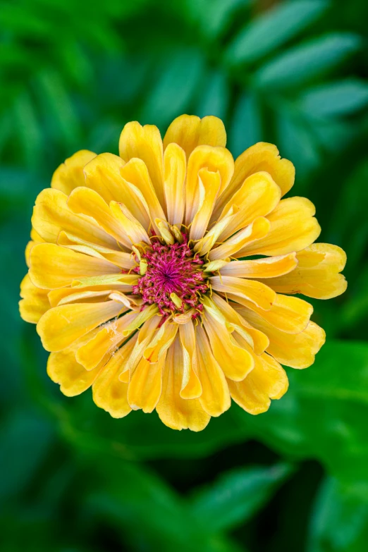 the bottom view of the flower of a yellow colored plant