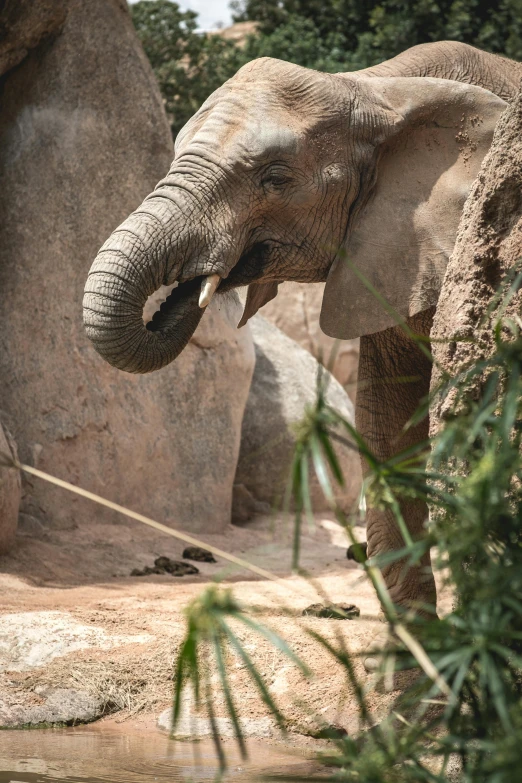 an elephant looking away from a stone wall with leaves in his trunk