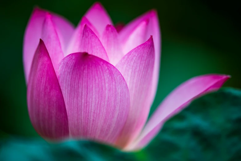 the top of a pink flower sitting on a green stem