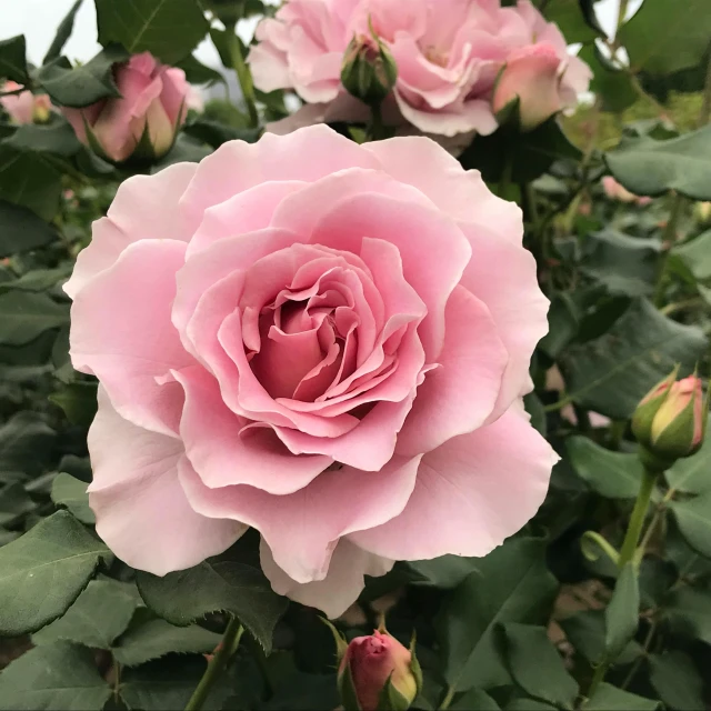 pink roses blooming in a bush with green leaves